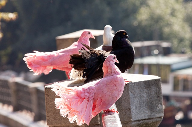 安全构成极 安全构成极